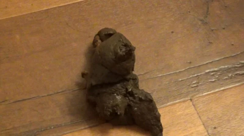 SexyScatForYou aka Katastrophic - It's Been 48 Hours Since I Last Pooped! This Was HUGE! Schoolgirl Outfit FullHD 1080p (Teen, Defecation)