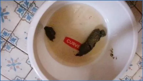 Download Mistress Jardena - Bitchs meal [HD 720p] 26.51 MB scat-shop.com