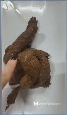 Domina Marbella Commands Poop Slaves to Feast on Her Fresh Shit