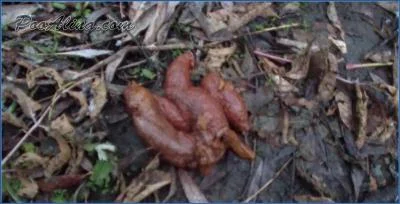 PooAlina Shits and Eats Her Poop in an Autumn Forest - Scat/Copro